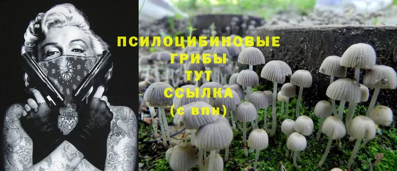 kraken tor  Камешково  Галлюциногенные грибы Magic Shrooms 